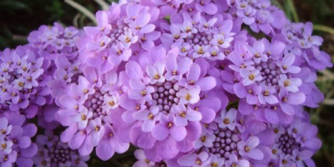 Иберис: отглеждане от семена, кога да се засадят разсад